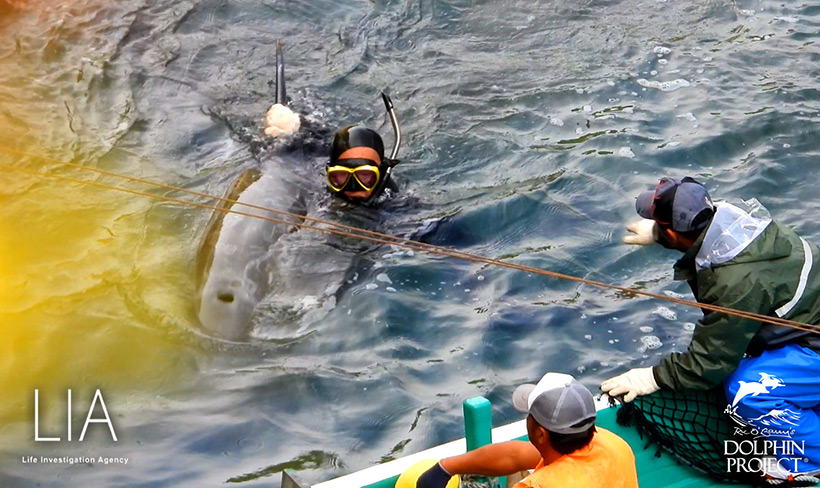 Völlig erschöpft von der brutalen, stundenlangen Treibjagd, total verängstig wehrlos, lässt sich dieser junge Risso's Delfin von einem Monster ans Boot schieben, wo ihm dann unter die Planen geschoben, seine Wirbelsäule mit einem pfeilartigen Eisenstab zertsochen wurde