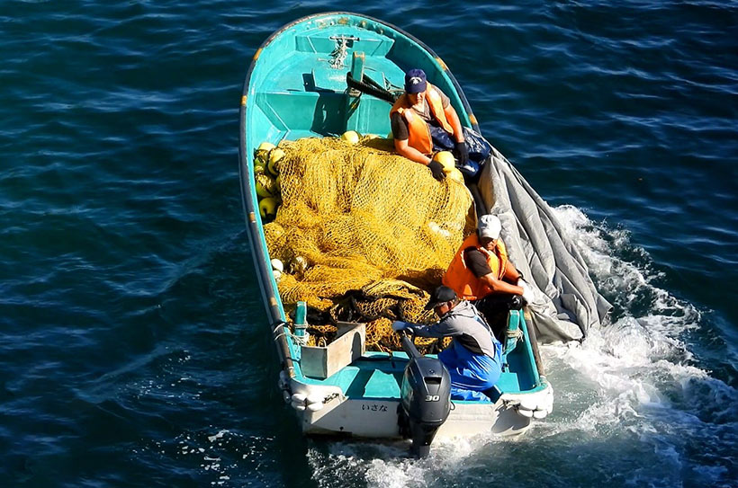Der japanische Abschaum bemüht sich stark, die Opfer ihres Verbrechens mit Planen abzudecken, wie die heute ermordeten Breitschnabeldefine auf diesem Bild