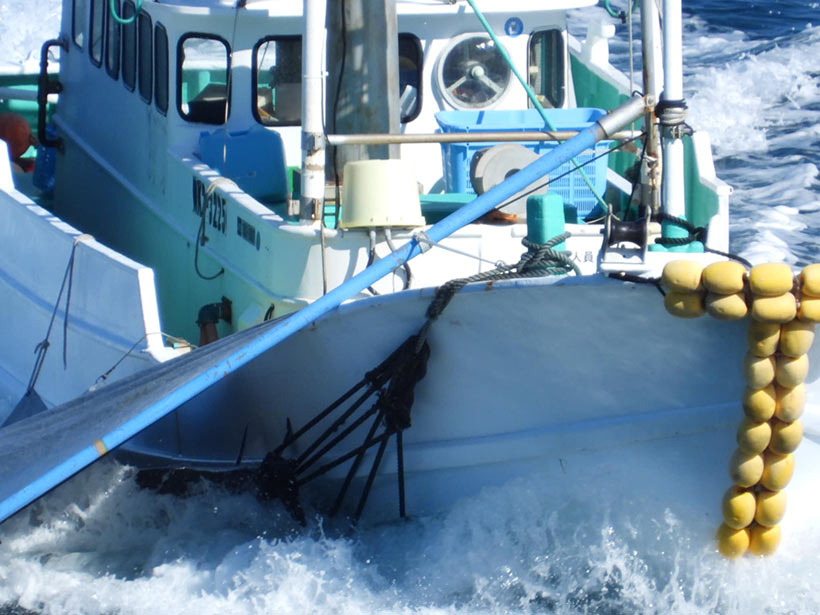 Ein Jagdschiff der Taiji Delfinmafia schleppt sieben Opfer zum Metzgerhaus. Möglicherweise sind sie alle tot. Die Tötungsmethode, das Zerstechen der Wirbelsäule, lähmt oft nur, die Delfine ersticken im eigenen Blut, ertrinken währen des Abschleppens, oder im Metzgerhaus schneiden Killer ihnen bei lebendigen Leibe den Bauch auf. 