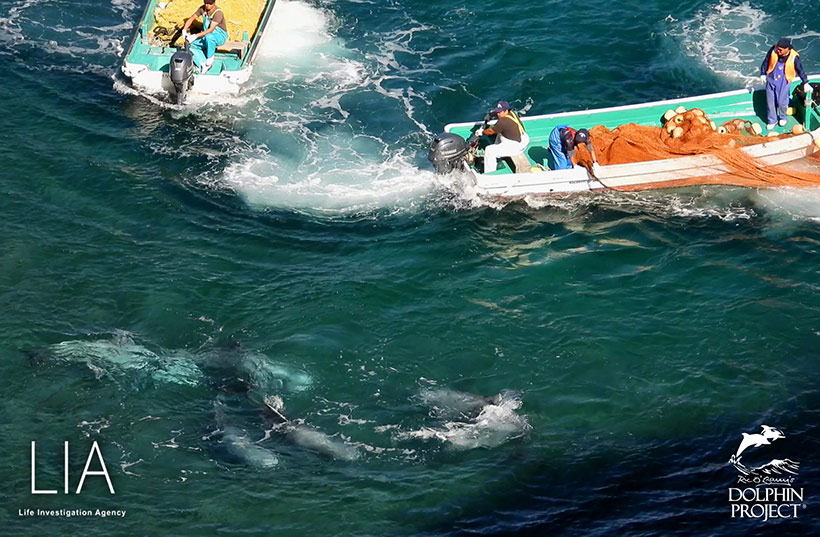 Die Tortur in der Bucht geht weiter nachdem die sanften Wesen stundenlang überfahren und in die Bucht terrorisiert wurden