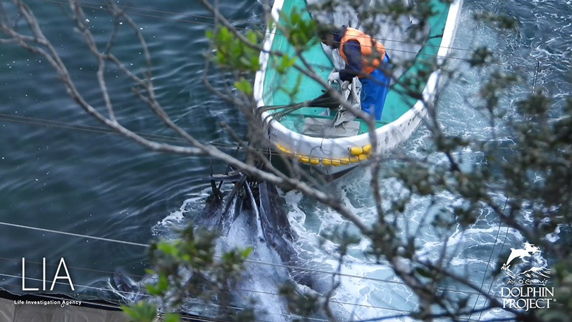 Vielleicht sind die Opfer, mit Seilen an der Schwanzflosse ans Boot gefesselt, schon tot oder noch inmitten innerlich am Verbluten an der zerhackten Wirbelsäule und schweren Verletzung