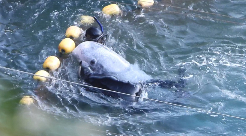 Wehrlos und verängstigt von zwei Monster gewreselt und geschlagen, lässt sich die Matriarchin unter die Planen in den Tod schieben. Sie könnte beide Taucher problemlos mit einem Flossenhieb töten oder locker unter Wasser drücken und ertränken. Sie wird es aber niemals tun, sie würde sogar diesen Abschaum beschützen, währed sie ihr den Eisenstab in die Wirbelsäule rammen. Das wissen diese sadistischen Verbrecher, darum misshandeln dieser Abschaum die sanften Wesen mit schlimmster Brutalität und grösster Gewalt. 