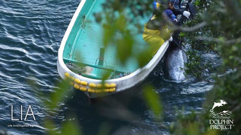 Ein Delfin versuchte durch das Netz zu flüchten und blieb daring hängen. Taucher rissen ihn aus dem Netz und schleppten das verängstigte wehrlosen Säugetier mit einem Boot unter die Planen an den Mörderstrand in den Tod.