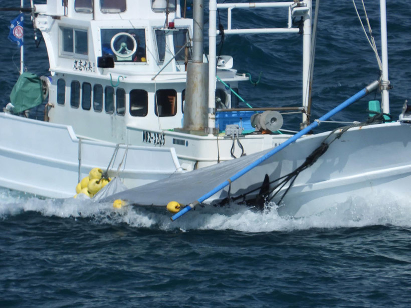 Getötete erwachsene Risso's Delfine wurden mit einem Boot aus der Bucht geschleppt und einem Jagdschiff übergeben, der die ermordeten Opfer ins Metzgerhaus zur Zerstückelung und Entsorgung schleppte.