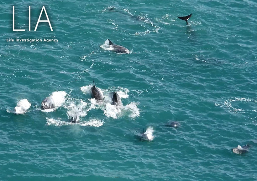 Während der mehrstündigen barbarischen Treibjagd und absichtlichen Überfahrens schwimmen Risso's Delfin-Mütter mit ihren Babys und Kinder um ihr Leben
