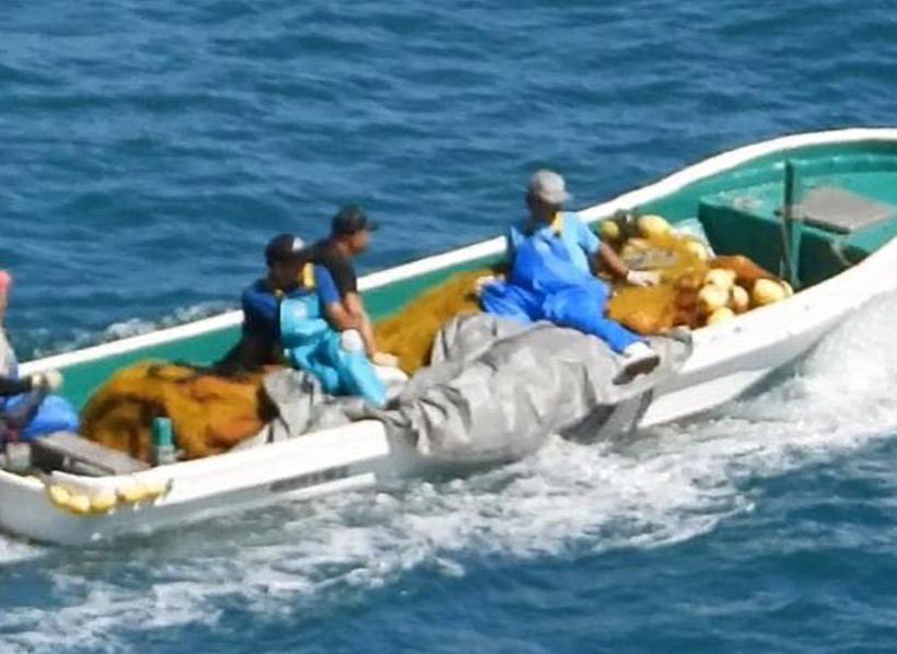 Der japanische Killer-Abschaum entsorgt das lebende Risso's Delfinbaby mit dem Boot auf dem Meeer