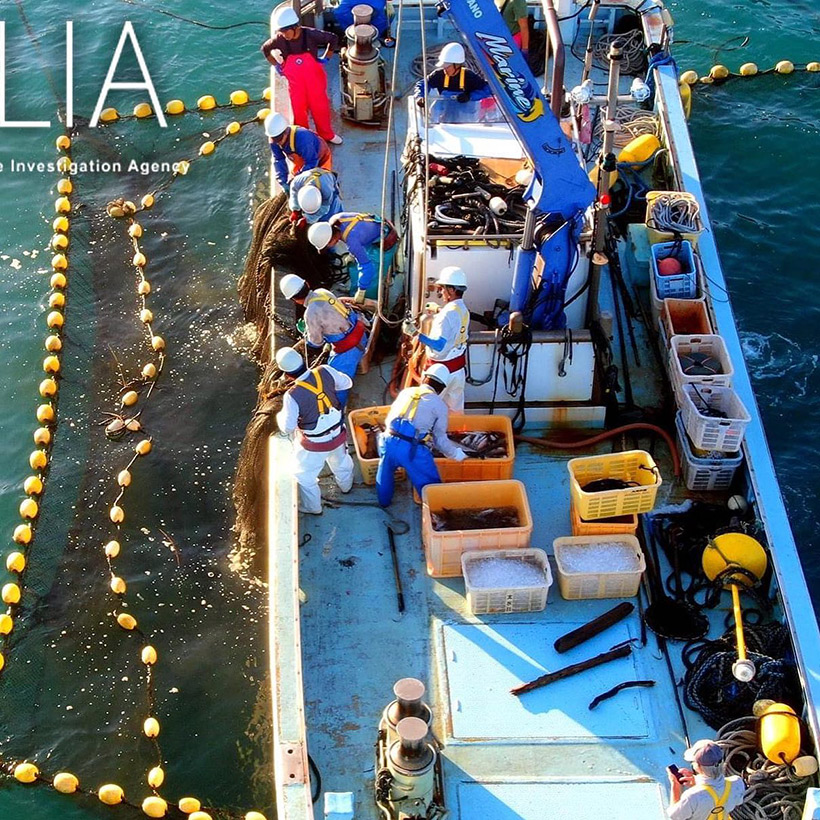 Fischer der Delfinmafia ISANA in Taiji, entnehmen Fische aus einem Netz innerhalb der Stellnetze, in denen Meeressäuger, Meereschildkröten und viele andere vom Aussterben bedrohte Meerestiere hineingeraten und nicht mehr herausfinden.