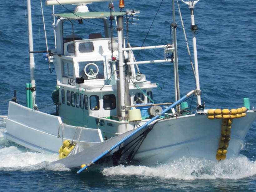 Vier ermordete Risso's Delfine werden mit einem Jagdschiff ins Metzgerhaus gezogen, wo die unschuldigen Meeressäuger zerhackt und das meiste Fleisch entsorgt wird