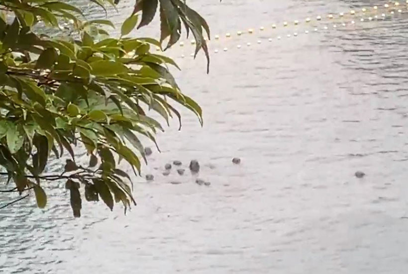 Überlebende traumatisierte Delfine halten permanent ihren Kopf aus dem Wasser. Sie werden eine weitere Nacht ohne Nahrung und Flüssigkeit im Netz in der japanischen Bucht von Taiji gefangen gehalten.