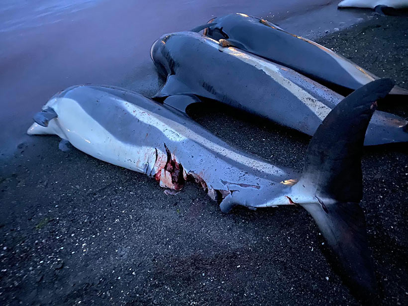 In den Färöer Aschaum-Inseln hingerichtete Weisseten Delfine, Schwerverletzt während des brutalen Färöer Blutsport