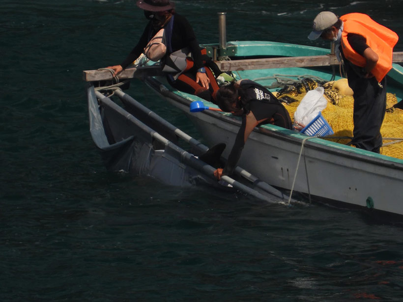 Abtransport eines total verängstigten Delfin aus der Teenager Gruppe, die heute Morgen in die Bucht terrorisiert wurden