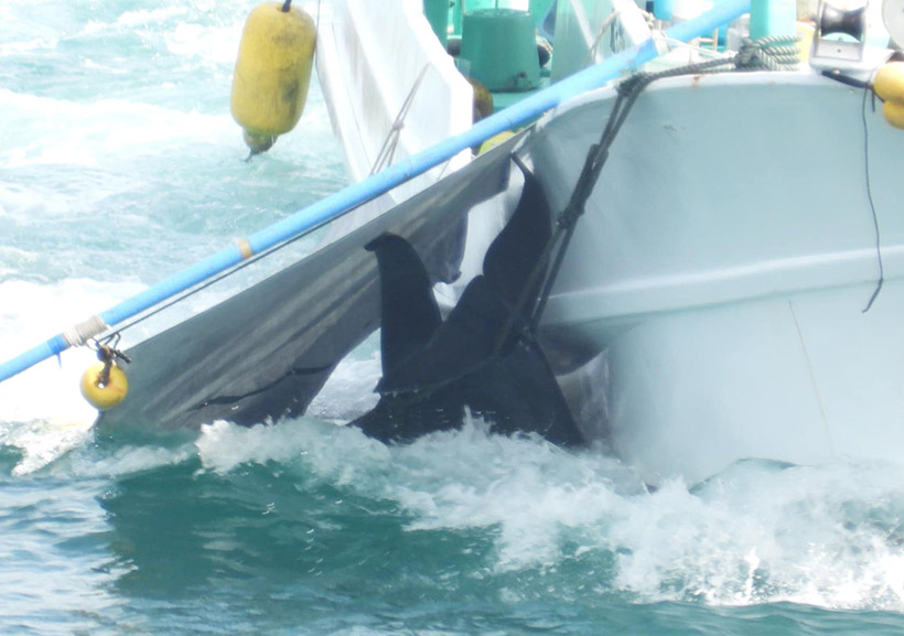 Ermordete oder halblebendige erwachsene Pilotwale werden mit einem Jagdschiff ins Metztgerhaus geschleppt wo die meisten zerhackt entsorgt werden