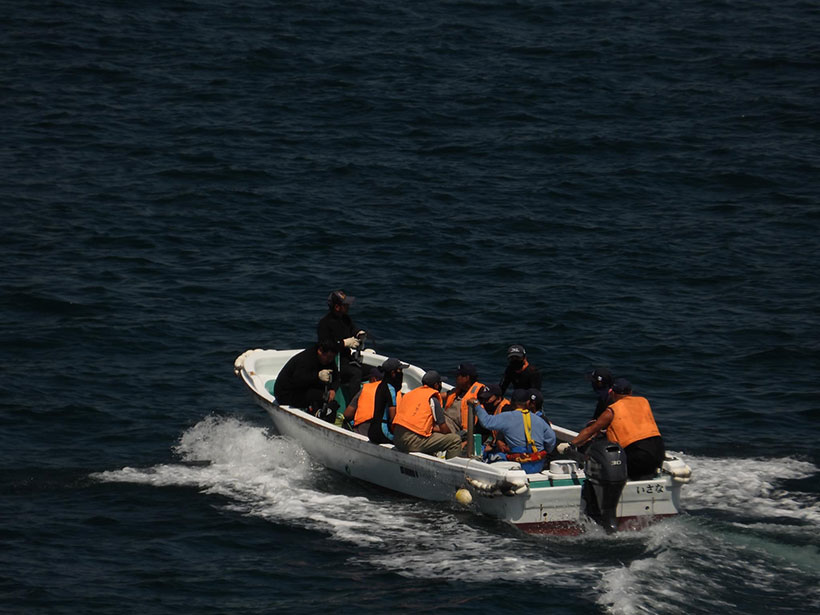 Trainer und Killer, gemeinsam arbeitend, fahren in die Bucht, um die Delfine zu begutachten, ob einer von ihnen genug schön ist, um für viel Geld an Delfinarien verkauft zu werden, wo sie dann aus Profitgier missbraucht werden