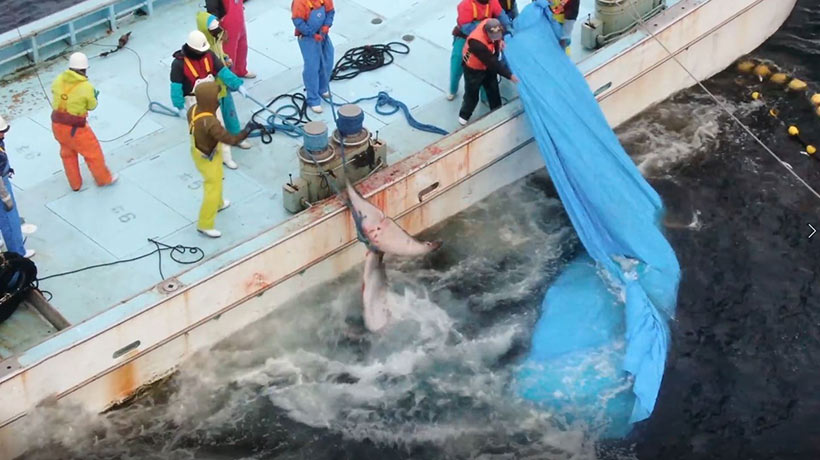 Die gleichen Fischer, Mitglieder der Taiji Delfinemafia, hatten im januar 2021 den Zwergwal 'Hope' in diesem Fischer Setznetz ertränkt