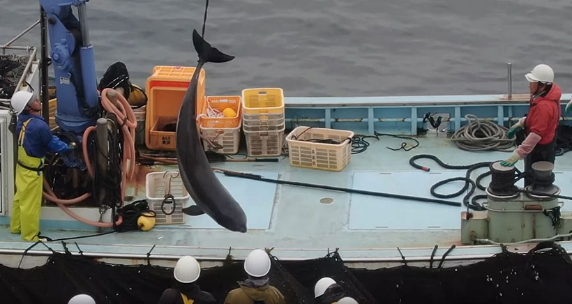 Junger Risso's Delfine wird an der Schwanzflosse aufgehängt aus den Netz mit Fischen gezogen und ins Setznetz geworfen.
