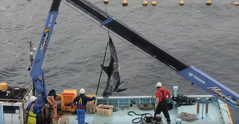 Erwachsener Risso's Delfin wird aus den Netz gezogen, an der Schwanflosse aufgehängt und ins Setznetz geworfen