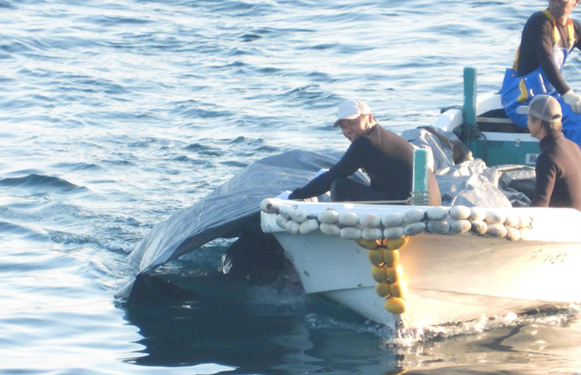Der japanische Fischer-Abschaum hatte viel Spass am Delfin-Misshandeln, laut lachend und voller Humor, zogen sie vor Kunitpos Kamera vorbei ein verprügeltes totes Delfinkind ins Metzgerhaus