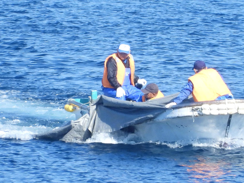 Opfer des terroristischen Verbrechens in Taiji wird ins Metzgerhaus geschleppt zur Zerstümmelung und Vorbereitung für die Düngerfabrik