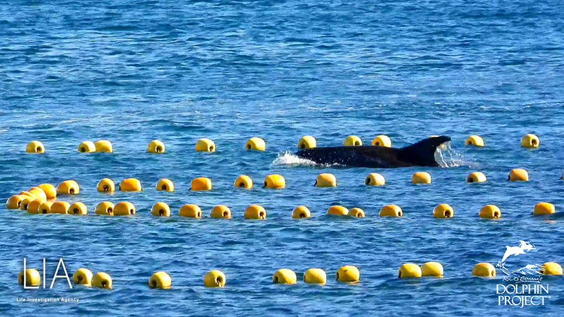 Der letzte Delfin kämpfte besonders hart um sein Leben. Derr aggressive, wütende Mörder-Abschaum, zerstachen möglicherweise diesem Delfin absichtlich nicht-tödlich seine Wirbelsäule, damit er wegen seines Wiederstandes lange leiden musste. Dieser Delfin wurde schwerverletzt von der Bucht lebend ins Metzgerhaus transportiert. Video unten
