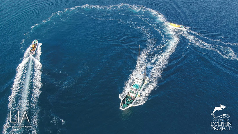 Über zwei Stunden lang rasten der Killer-Abschaum vor der Bucht von Taiji mit 12 Jagdschiffen und zwei Booten mit Vollgas hin und her, nur um diese drei Delfine, die ihnen nicht gehorchen wollte, naus dem Meer zu beseitigen