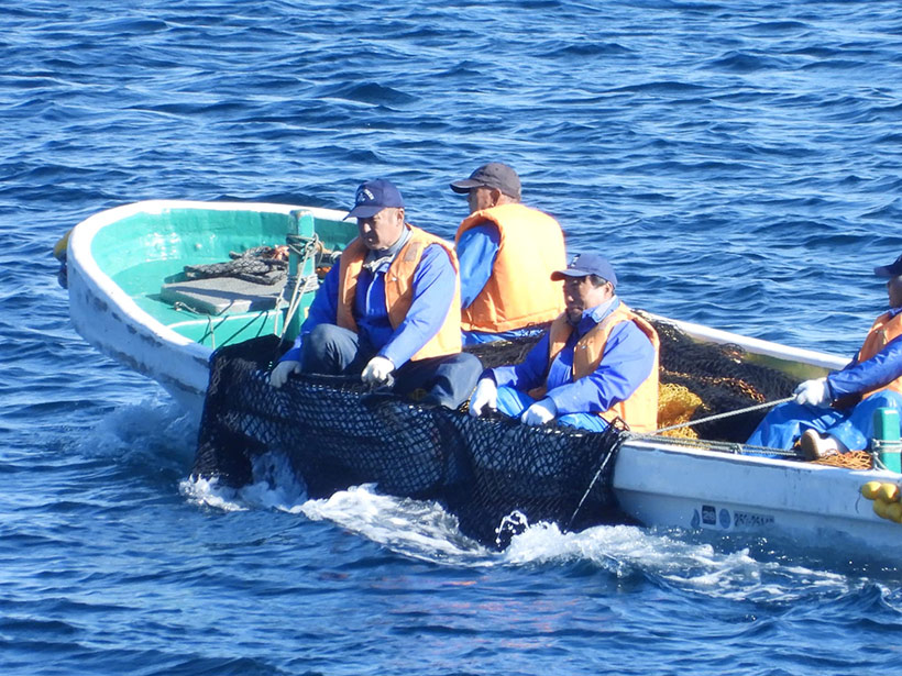 Nach dem gewaltsamen Herausfangen aus den netzen, transportieren die Mörder den Delfin in die Bucht um ihn niederzustechen, abseits vom Kameras.