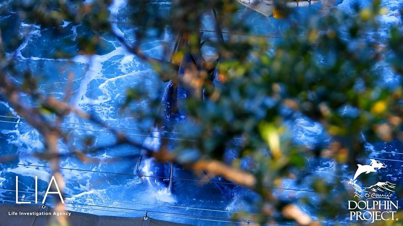 Opfer des heutigen Massakers in Taiji Japan werden von einem Boot unter den Planen heraus zu einem Jagdschiff geschleppt