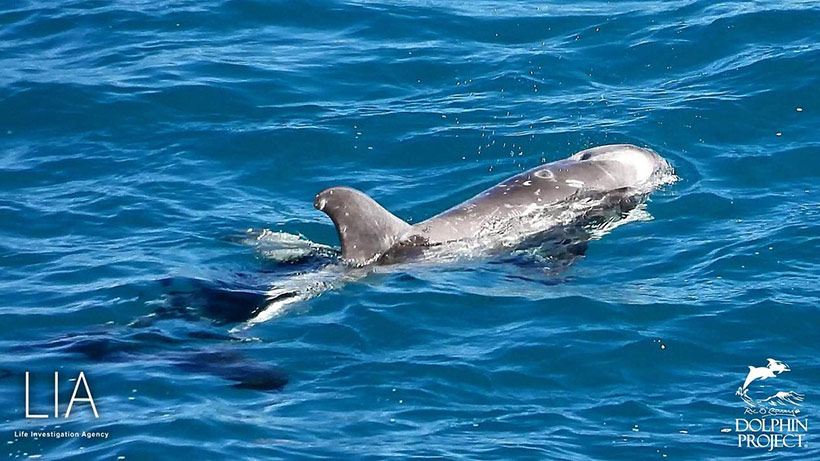 Risso's Delfin hilflos an der Wasseroberfläche schwebend während seine Familie nebenan mit ungvorstellbarer Gewalt misshandelt werden