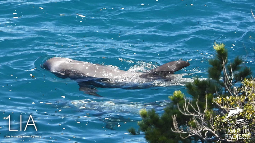 Erschöpfte Risso Delfin Opfer des heutigen Verbrechen in Taiji Japan, gefangen hinter dem Netz in der Bucht, nach dem Stunden langen Treibjagd Terror