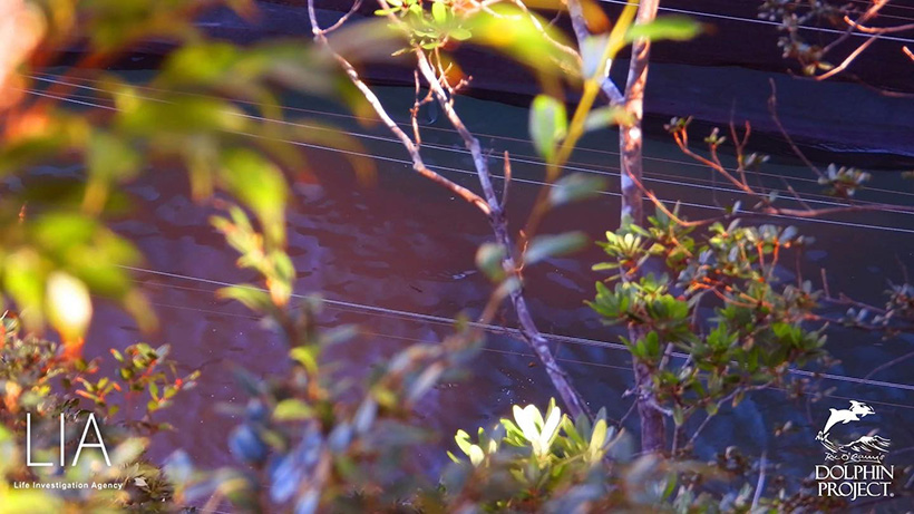 Rot das Wasser am Ufer unter den Planden vom Blut der Opfer des Risso's Delfin Massaker heute in Taiji Japan