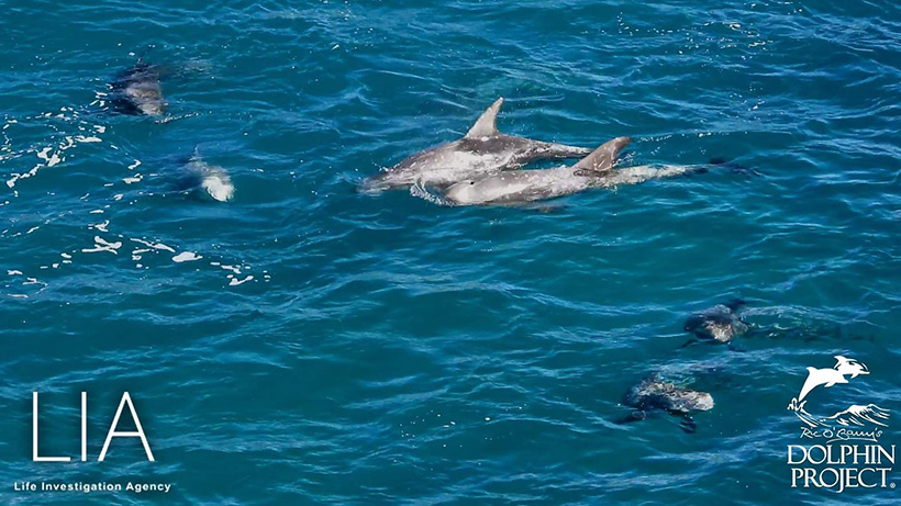 Völlig verängstigte kleine junge und Erwachsene Risso's Delfine die heute in Taiji Japan extrem brutal misshandelt wurden