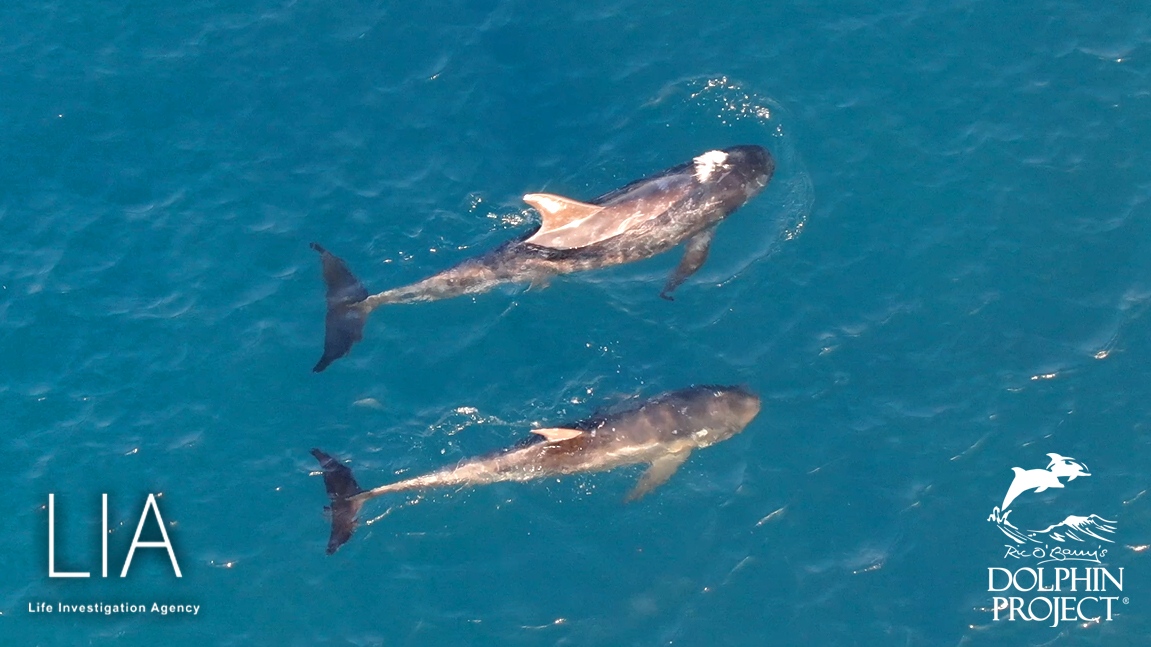 In den Setznetzen eingesperrte zwei Riss0's Delfine. Der Delfin auf der Rechten Seite könnte krank sein, sein Bauch ist eingefallen, das Verhältnis von Kopf zu Body stimmt nicht überein, der Kopf wirkt grösser. 