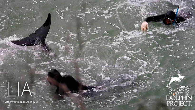 Harmloser, wehrloser, sanfter Risso's Delfin wird im Netz vor dem Mörderstrand von Tauchern attackiert