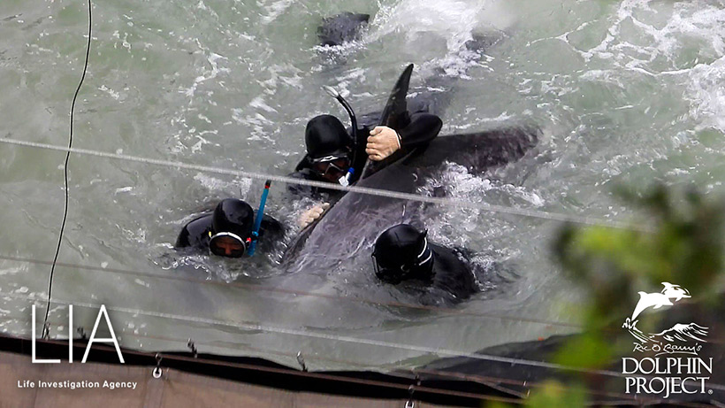 Drei Taucher wrestlen mit grösster Gewalt diesen wehrlosen Risso's Delfin unter die Planen in den Tod