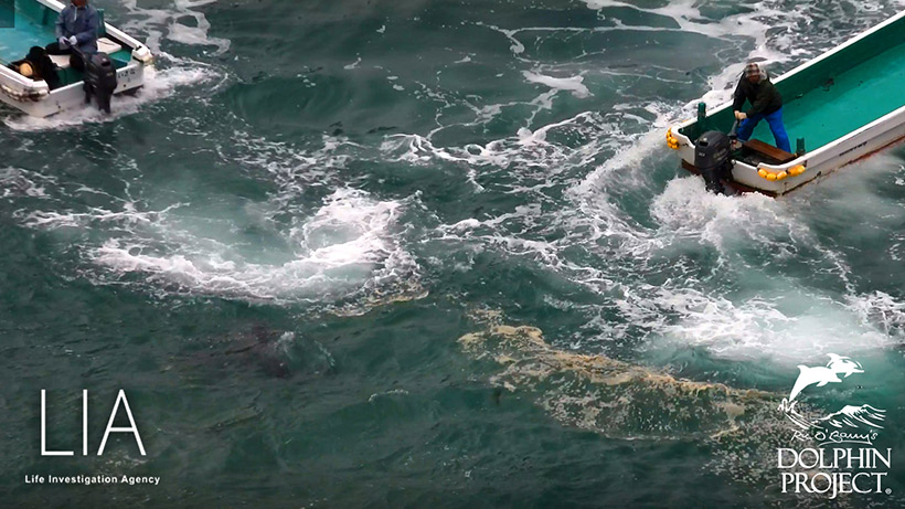 Extreme misshandlung und Atackierung der Delfine mit aufheulenden Motoren der Boote. Die Delfine sind wehrlos diesem brutalen Terror ausgesetzt