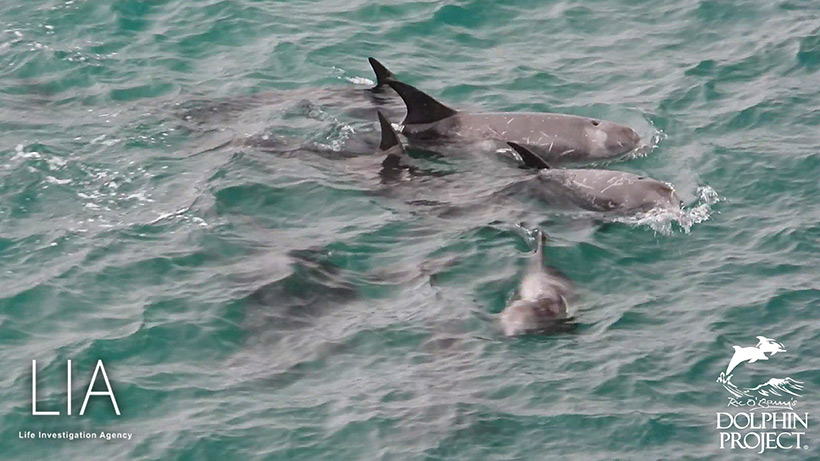 Erwachsene und Kinder der Risso's Delfinfamilie völlig erschöpft von der brutalen Treibjagd in die Mörderbucht von Taiji Japan