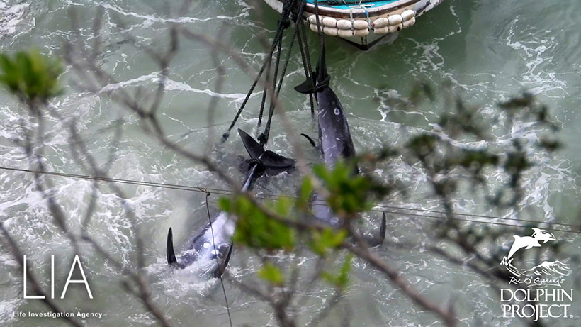 Ermordete Opfer des grausamen Terrorakts in der Bucht von Taiji Japan 