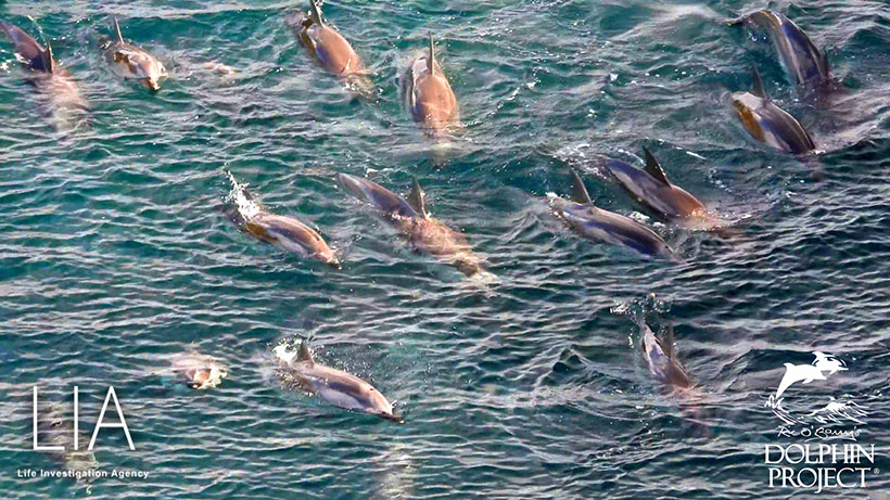 Panische, total verängstigte Streifendelfin Mütter mit ihren Babys und Jungdelfinen in der Bucht im ersten Netz gefangen
