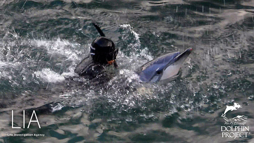 : Dieser verletzte tapfere Streifendelfin wehrte sich gegen den Taucher, weitere Taucher kamen dazu und wrestelten den Delfin mit grösster Gewalt unter die Planen in den Tod