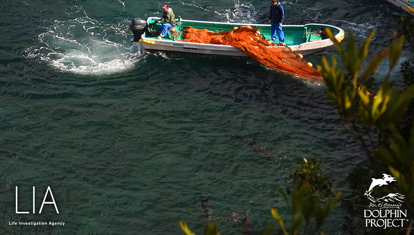 Japanische Ozean-Terroristen, unterstützt von der japanischen Regierung, fangen an Streifendelfin Mütter und Babys ins innere Netz vor dem Mördersrand zu terrorisieren 