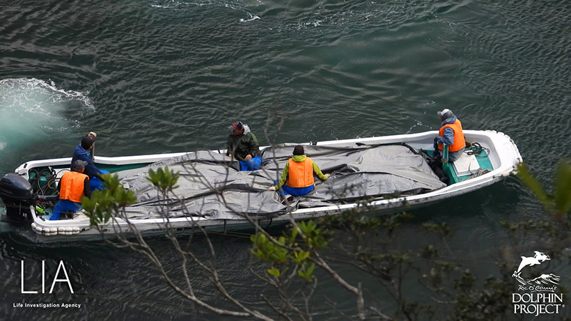 Eines der beiden Boote mit gestappellten Leichen der Opfer des heutigen Verbrechens in Taiji Japan