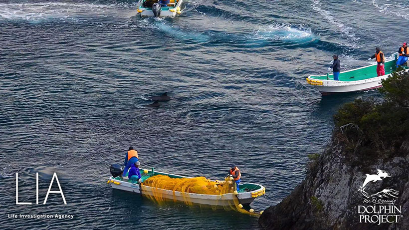 Nach der brutalen Treibjagd wird die erschöpfte Delfinfamilie i der Bucht eingenetzt