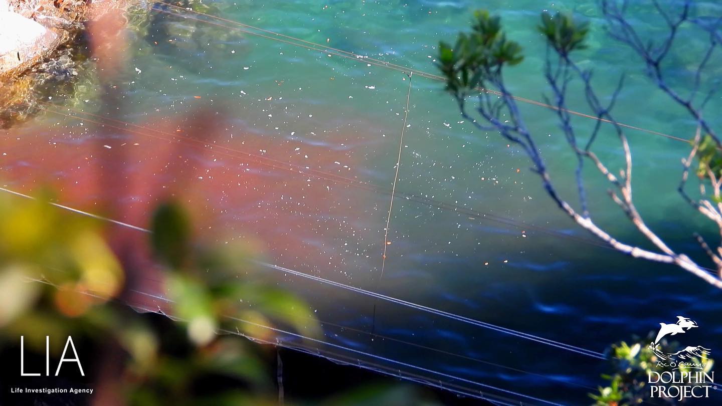 Das Wasser in der Bucht mit Blut von den Risso's Delfin Teenager gemischt, trotz Zapfen, die die Killer den erstochenen Opfer in die Wunde stecken um das Verbrechen vor den Kameras zu verbergen