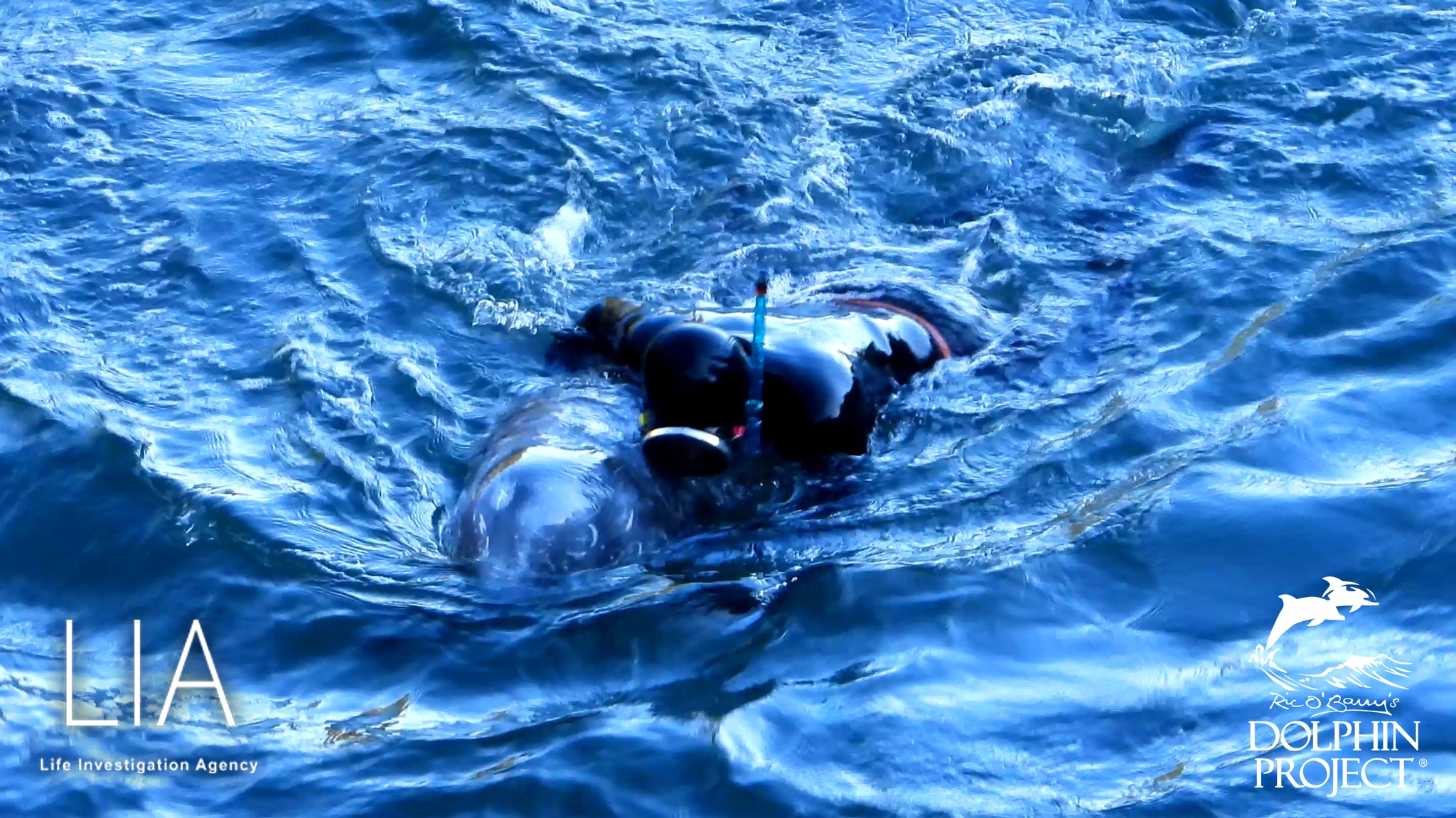 Gewaltsames Wrestlich eines wehrlosen sanften Risso's Delfin unter die Planen in den Tod