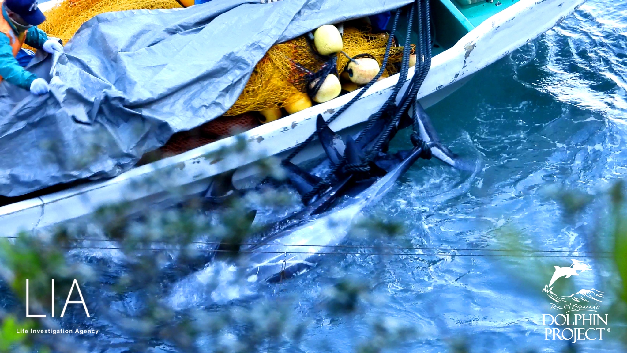 rmordete Opfer der blutrünstigen Delfinmafia von Taiji werden mit dem Boot ins Metzgerhaus geschleppt. Einige diese Delfine könnten "nur" Querschnittgelämt sein und ertrinken auf dem Weg ins Metzgerhaus. Wir haben oft gefilmt, wie einige erstochene Delfine beim Metzgerhaus noch am Leben waren und gefesselt am Boot mit ihrer Schwanzflosse ausschlugen
