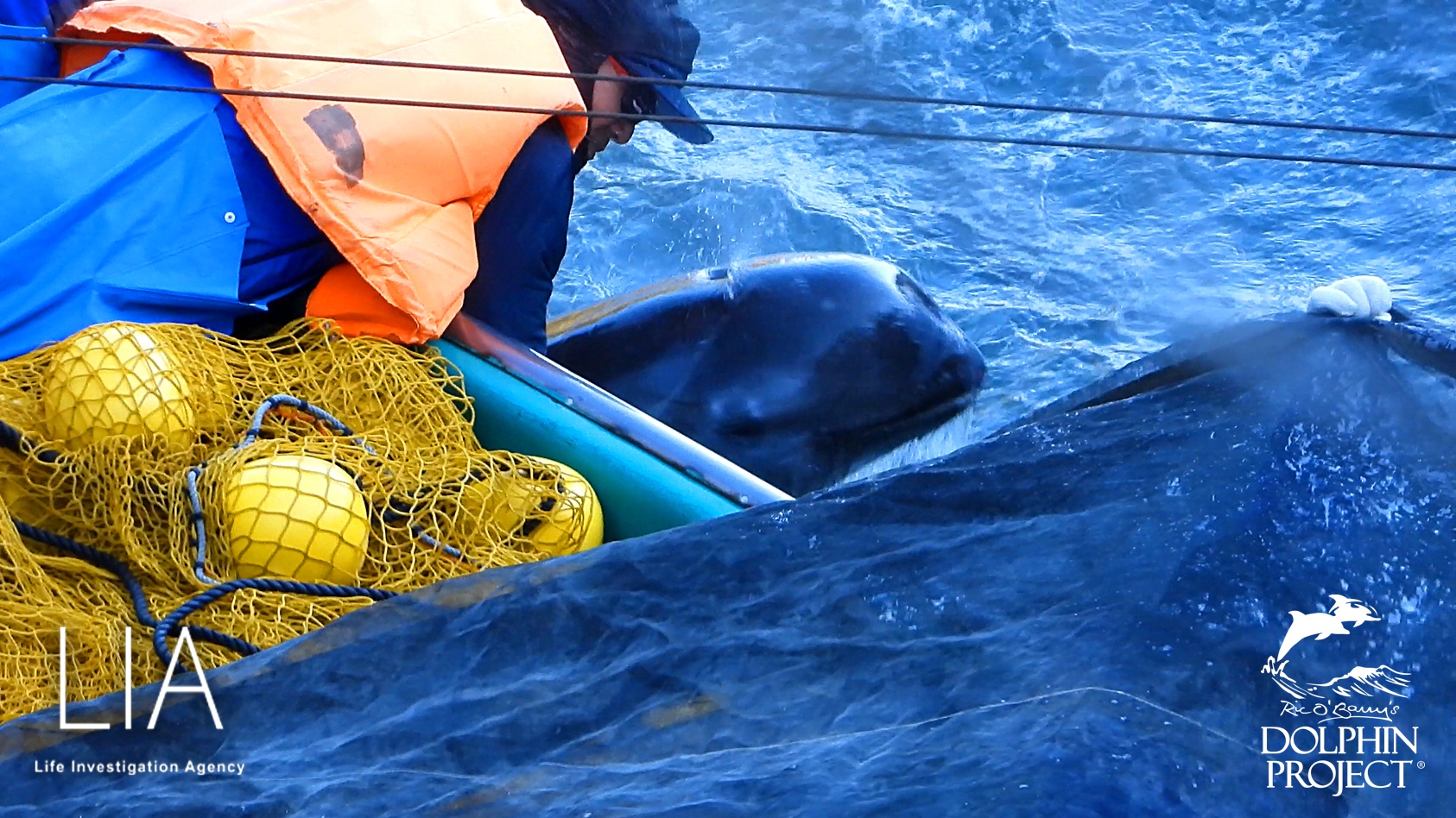 In Panik geratener und in grösster Angst versetzter Risso's Delfin, wird im Netz ans Boot gezogen, unter die Planen in den qualvollen Tod geschleppt