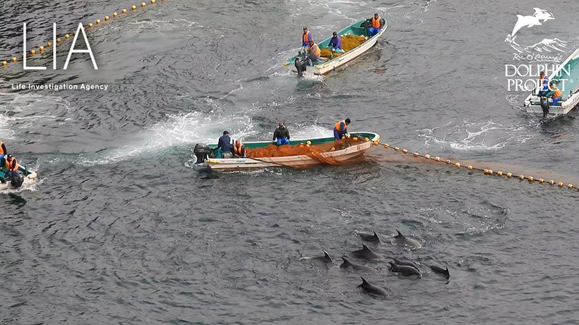 Japanische Ozean-Terroristen öffnen das Netz vor dem Mörderstrand der Bucht um die geprügelten Delfine in das Netz auf der linken Seite zu terrorisieren 