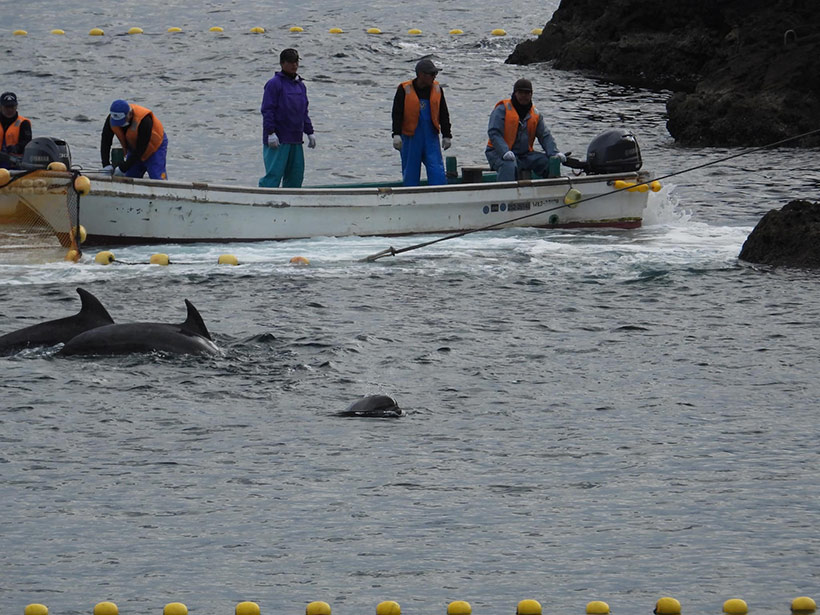 Der Abschaum von Taiji nutzt die Macht der Technik um die Herrschaft über die intelligenten, sanften Meeressäuger zu halten. Das Gehirn der Killer ist im Verhältnis zum komplexen Gehirn dieser Delfine ein einfach gestrickter Waschlappen.