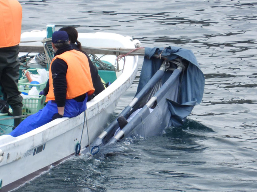 Entführtes Opfer von der Mutter gestohlen, wird in ein Gefängnis im Hafen von Taiji transportiert 