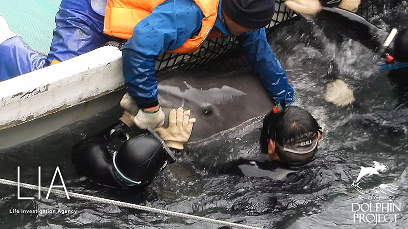 Der verängstigte Blick dieses in Panik geranenen Delfinkind sagt schon vieles aus, es ist ein weiteres Entführungs-Opfer der japanischen Delfinmafia, ihre Verbrechen unterstützt von der japanischen Regierung
