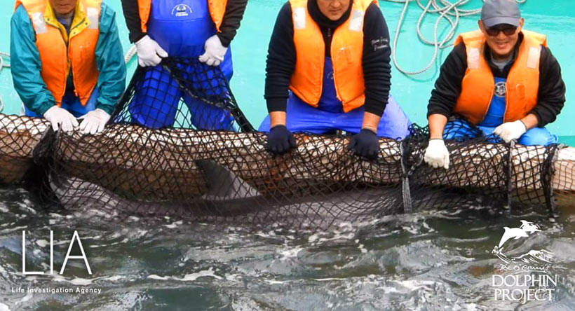 Abschaum der japanischen Delfinmafia halten längere Zeit ein ausgewähltes Entführungs-Opfer im Netz am Boot fest